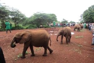 Nairobi National Park Full-Day Tour: Private 4WD with Guide