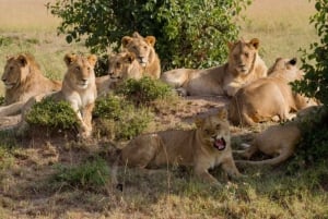 Nairobi National Park Halbtägige geführte Pirschfahrt mit Abholung