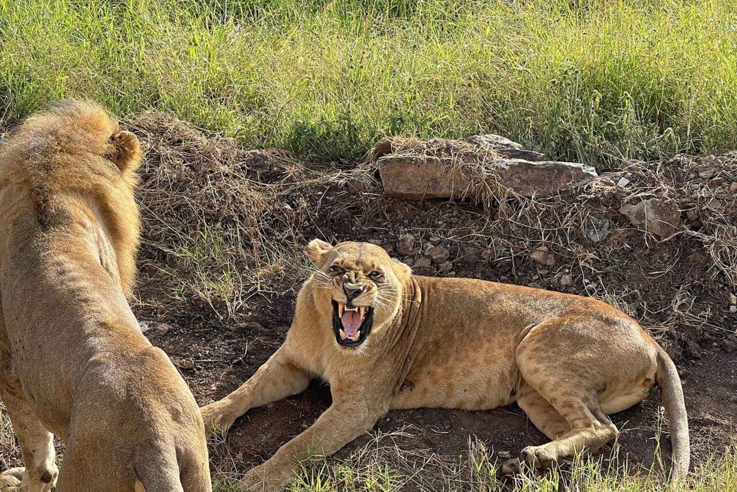 Nairobi-Nationalpark Ganz- oder Halbtagestour mit Guide