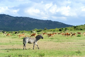 Parque Nacional de Nairobi: tour de 1 o 1/2 día con guía