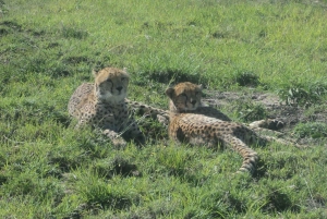 Parque Nacional de Nairobi: tour de 1 o 1/2 día con guía