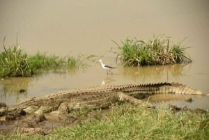 Nairobi Nationalpark: Hel- eller halvdagstur med guide