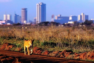 Parc national de Nairobi : excursion guidée