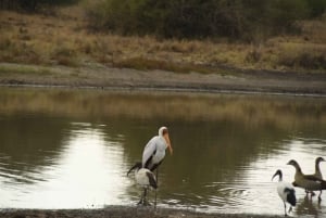 Excursão de dia inteiro ou meio dia ao Parque Nacional de Nairóbi com guia