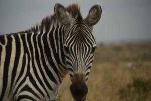 Da Nairobi: tour guidato di 1 giorno o di mezza giornata al Parco Nazionale di Nairobi