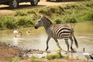 Parque Nacional de Nairobi: tour de 1 o 1/2 día con guía