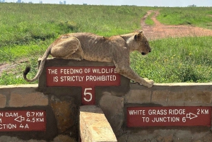 Visite du parc national de Nairobi avec guide (journée ou demi-journée)