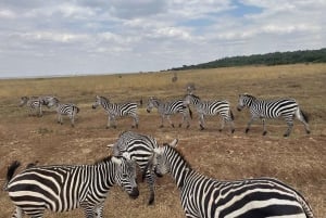 Visite du parc national de Nairobi avec guide (journée ou demi-journée)