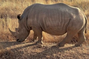 Visite du parc national de Nairobi avec guide (journée ou demi-journée)