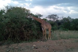 Visite du parc national de Nairobi avec guide (journée ou demi-journée)