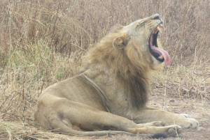 Visite du parc national de Nairobi avec guide (journée ou demi-journée)