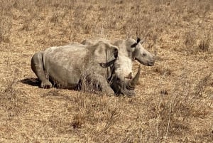 Visite du parc national de Nairobi avec guide (journée ou demi-journée)