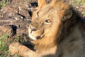 Visite du parc national de Nairobi avec guide (journée ou demi-journée)