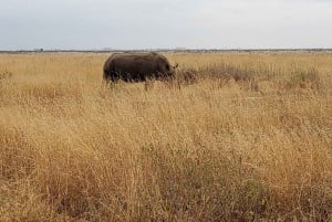 Visite du parc national de Nairobi avec guide (journée ou demi-journée)