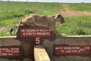 Nairobi-Nationalpark Ganz- oder Halbtagestour mit Guide