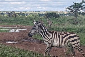 Nairobi-Nationalpark Ganz- oder Halbtagestour mit Guide