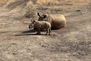 Nairobi-Nationalpark Ganz- oder Halbtagestour mit Guide