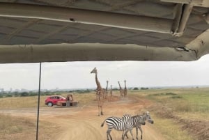 Nairobi-Nationalpark Ganz- oder Halbtagestour mit Guide