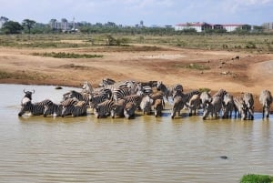 Nairobi-Nationalpark Ganz- oder Halbtagestour mit Guide