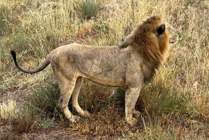 Nairobi-Nationalpark Ganz- oder Halbtagestour mit Guide