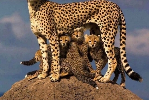 Nairobi National Park Game drive and Elephant Orphanage