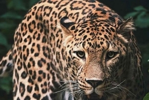 Nairobi National Park Game drive and Elephant Orphanage