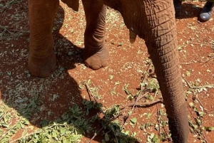 Nairobi National Park Game drive and Elephant Orphanage