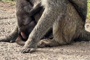 Nairobi National Park Game drive and Elephant Orphanage