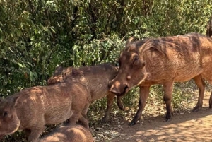 Nairobi National Park Game drive and Elephant Orphanage