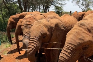Nairobi National Park Game drive and Elephant Orphanage
