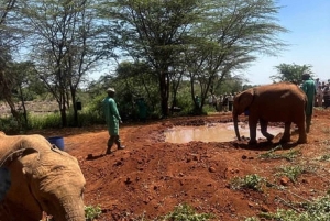 Nairobi National Park Game drive and Elephant Orphanage