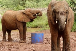 Nairobi National Park Game drive and Elephant Orphanage