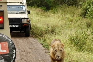Nairobi National Park Game drive and Elephant Orphanage