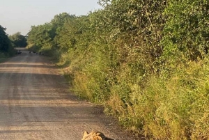 Nairobi National Park Game drive and Elephant Orphanage