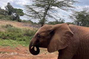 Nairobi National Park Game drive and Elephant Orphanage