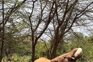 Nairobi National Park Game drive and Elephant Orphanage