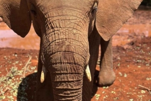Nairobi National Park Game drive and Elephant Orphanage