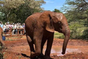 Nairobi National Park Game drive and Elephant Orphanage