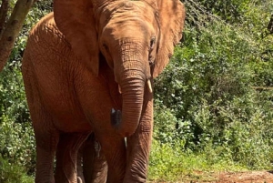 Nairobi National Park Game drive and Elephant Orphanage