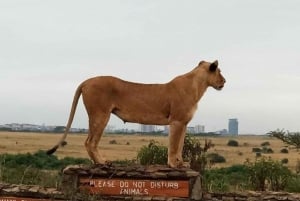 Nairobi National Park game drive. Free Airport pic/drop off