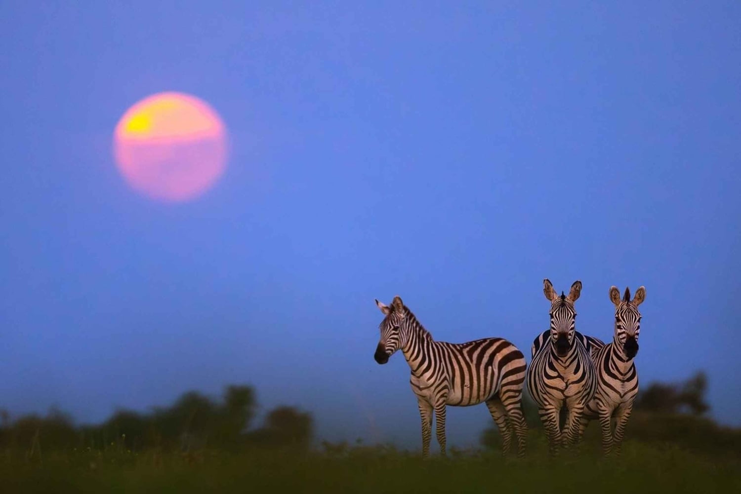 Privat halvdags safari i Nairobi Nationalpark
