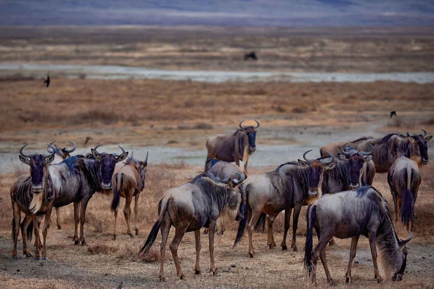 Privat halvdags safari i Nairobi Nationalpark