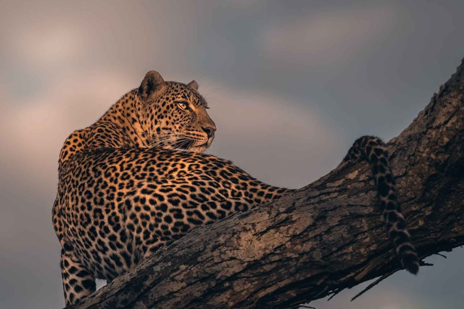 Privat halvdags safari i Nairobi Nationalpark