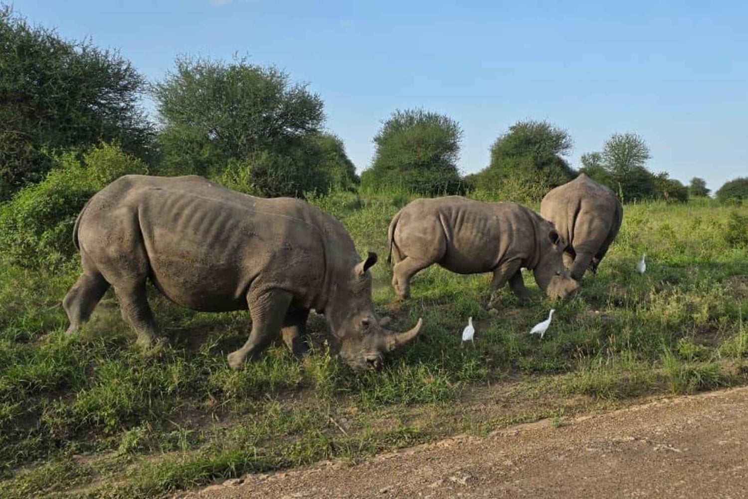 Privat halvdags safari i Nairobi Nationalpark