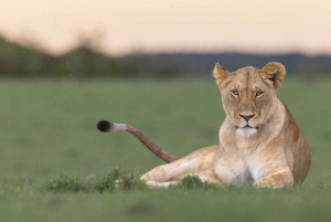 Privat halvdags safari i Nairobi Nationalpark