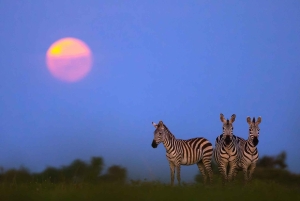 Privat halvdags safari i Nairobi Nationalpark