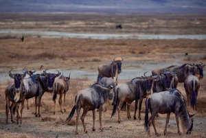 Privat halvdags safari i Nairobi Nationalpark