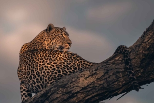 Privat halvdags safari i Nairobi Nationalpark