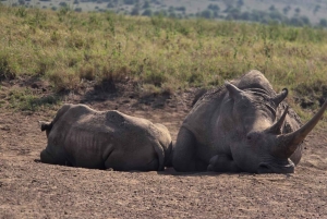 Privat halvdags safari i Nairobi Nationalpark