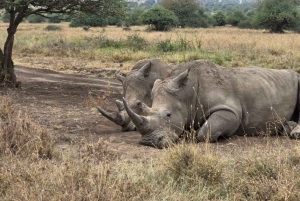 Privat halvdags safari i Nairobi Nationalpark